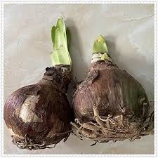 BULBOS DE CARTUCHO